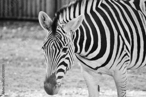 Black and white zebra at zoo