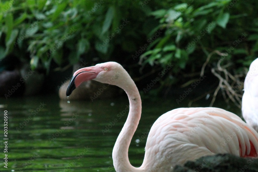 Fototapeta premium flamingo pink bird from africa 