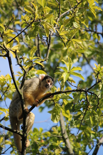 squirrel monkey in tree outside 