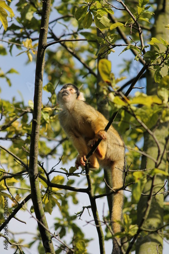 squirrel monkey in tree outside 