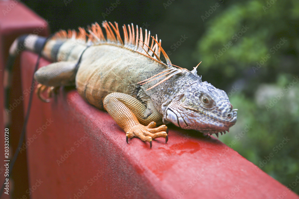 Naklejka premium Iguana