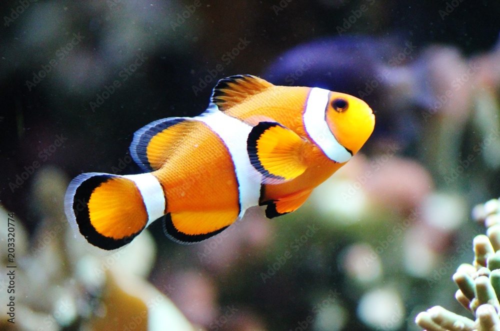 clown fish swimming in a tank by coral from Australia - obrazy, fototapety, plakaty 