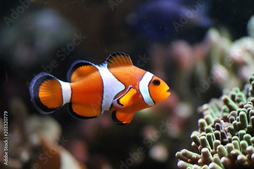 clown fish swimming in a tank by coral from Australia photo