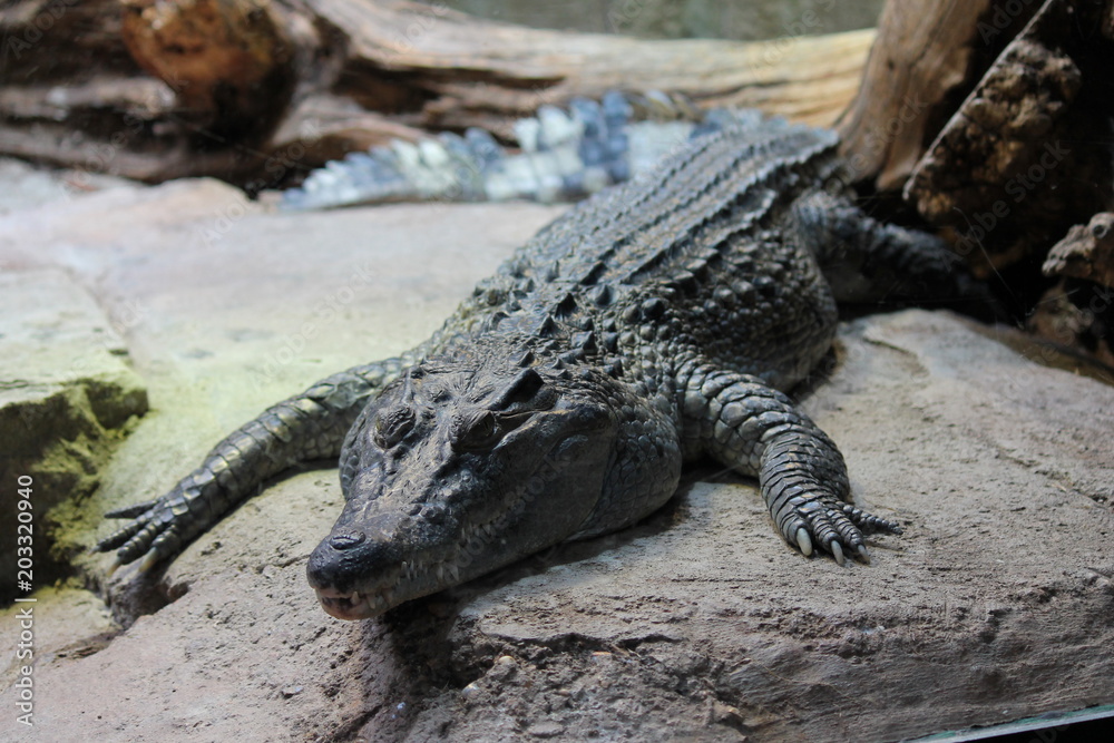 alligator rest on rock 
