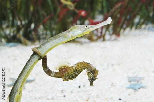 sea horse underwater holding close up photo