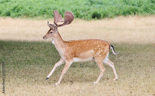 Stag fallow deer running