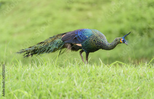 Green peafowl, Peacock photo