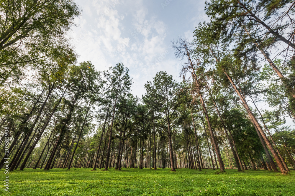 Fototapeta premium Early morning with blue sky in pine forest
