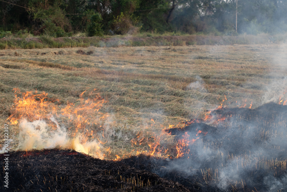 View of burning rice straw in rural rice field.