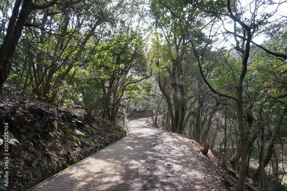 Fototapeta premium 自然の風景