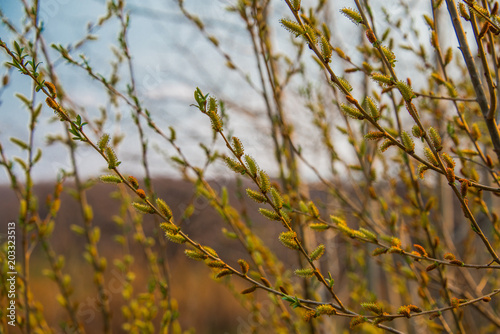 Spring  buds bloom on a tree  nature wakes up  greens