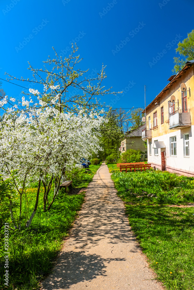 A pedestrian path illuminated by the bright sun, the 

flowering of trees in May
