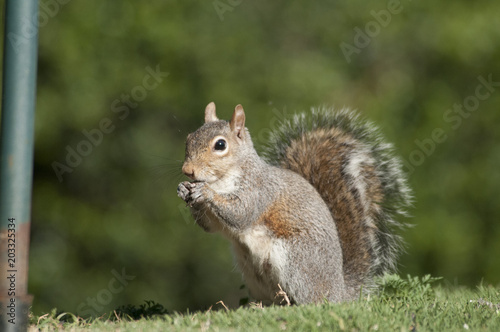 squirrel  eating © Charles
