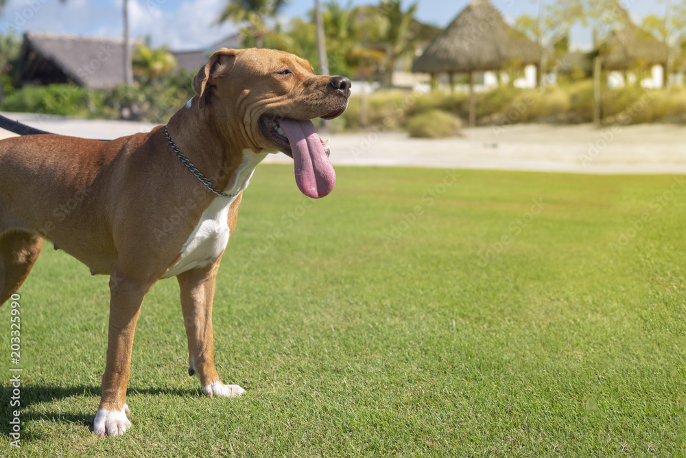 American Staffordshire Terrier. Dog on the green lawn