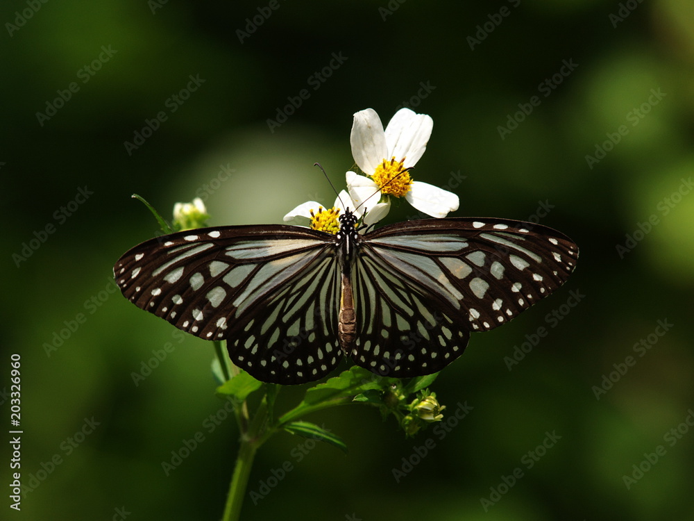 Naklejka premium Swallowtail butterfly