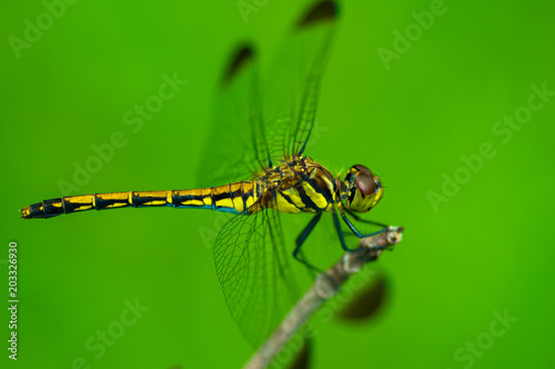 orange dragonfly © M.ATSUTA