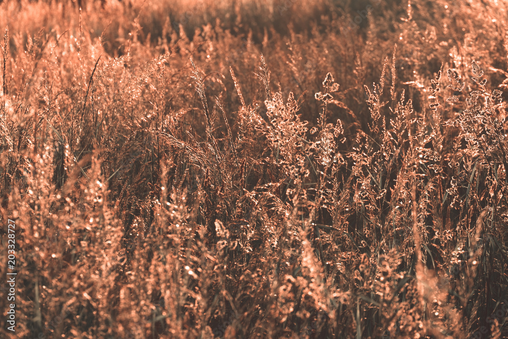 Brown grassland with sunset light Brown grassland with sunset light