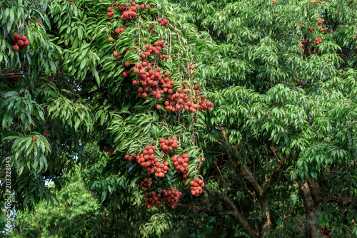 Ripe lychee fruits on tree.