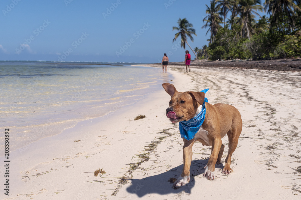 A dog on a tropical beach, white sand, sea, palm trees