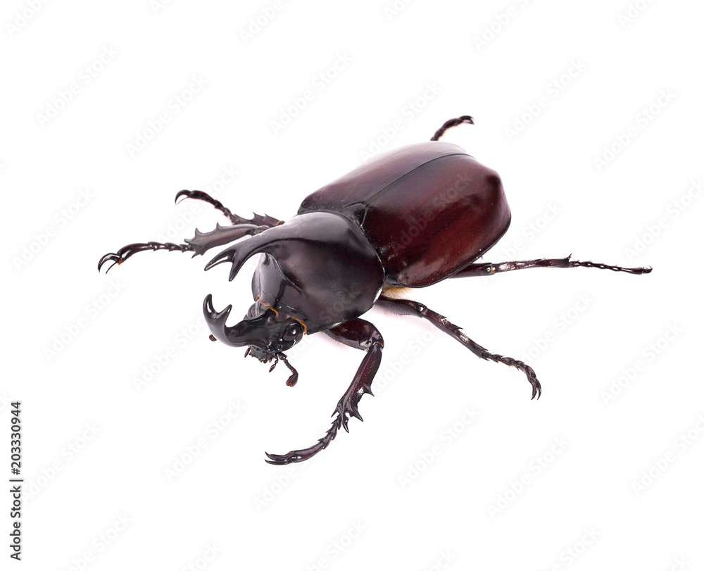 Rhinoceros beetle, Rhino beetle, Hercules beetle, Unicorn beetle, Horn beetle isolated Rhinoceros beetle, Rhino beetle, Hercules beetle, Unicorn beetle, Horn beetle isolated