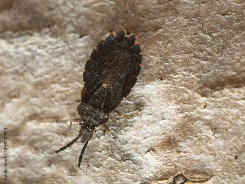 Flat bug, Aradus betulinus on wood photo