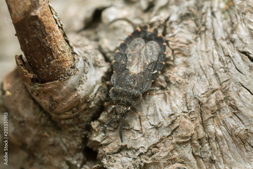Flat bug, Aradus betulinus on wood © Henrik Larsson