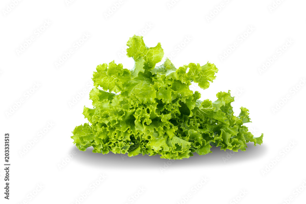 Salad leaf. Lettuce isolated on white background. Salad leaf. Lettuce isolated on white background.
