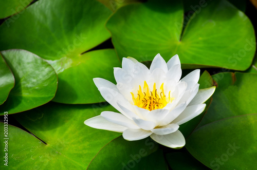 beautiful white lotus