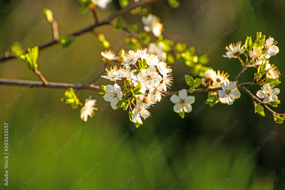Blackthorn blossom in spring Blackthorn blossom in spring