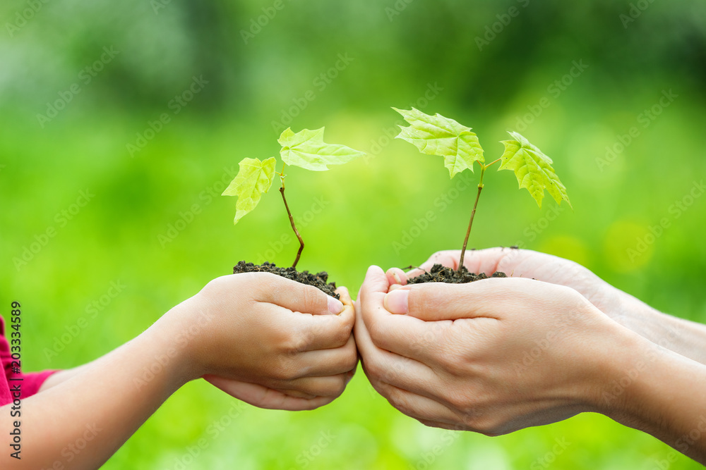 Adult and child holding little green plant in hands. Ecology concept Adult and child holding little green plant in hands. Ecology concept