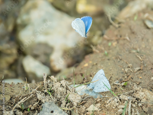 The holly blue butterfly in Lamtaklong, Thailand photo