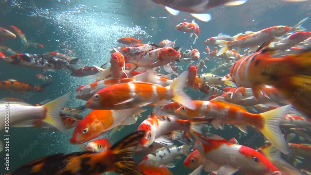 Group of Colorful Fancy Koi Carp Fishes Swimming in Clear Water (Underwater View)