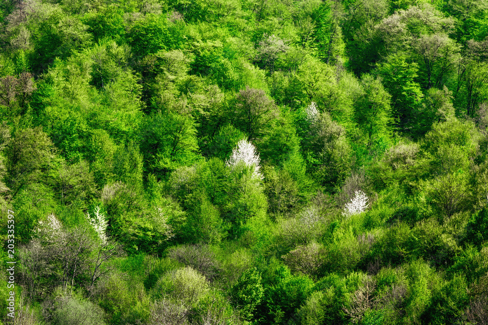 Spring green mountain forest background Spring green mountain forest background