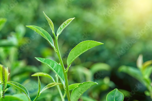 Fresh tea leafs in plantation.