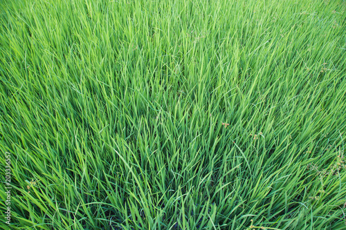 Rice seedling