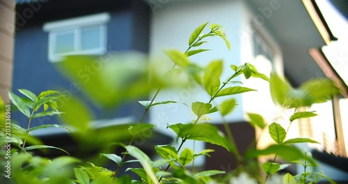 beautiful morning scene with small plant and house