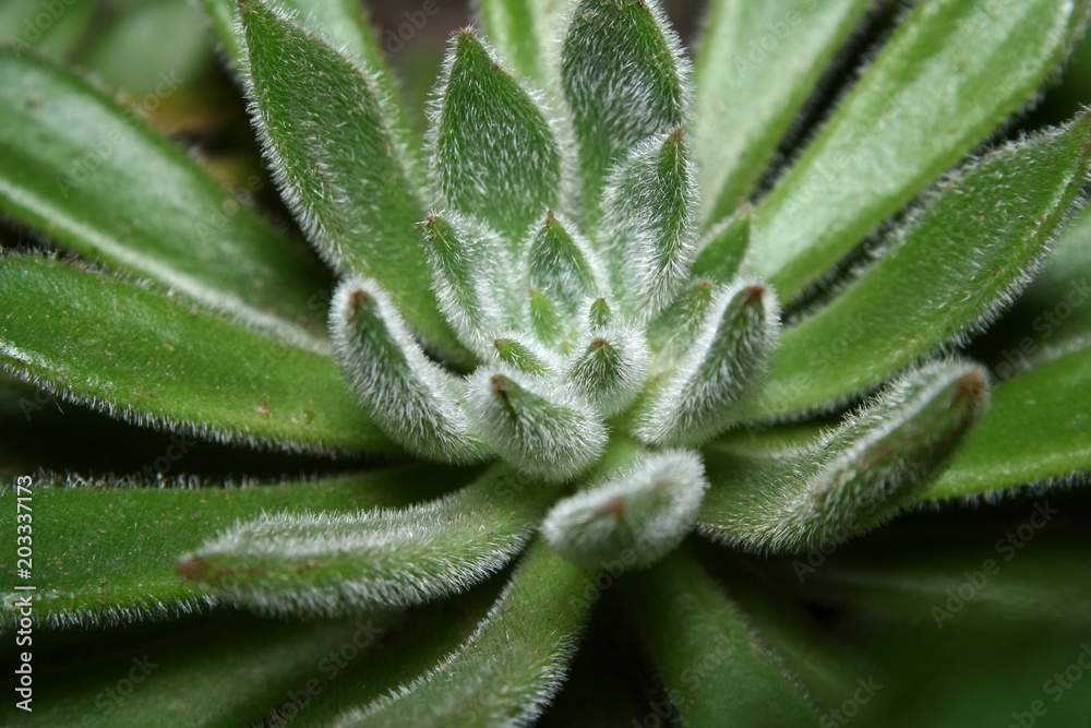 Echeveria succulent variety Echeveria succulent variety