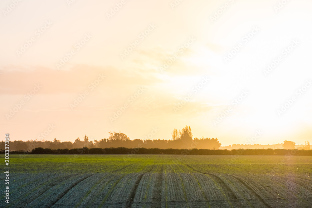 Fototapeta premium New zealand agriculture. grassland growing in the rural area. sunset with warm light scene.