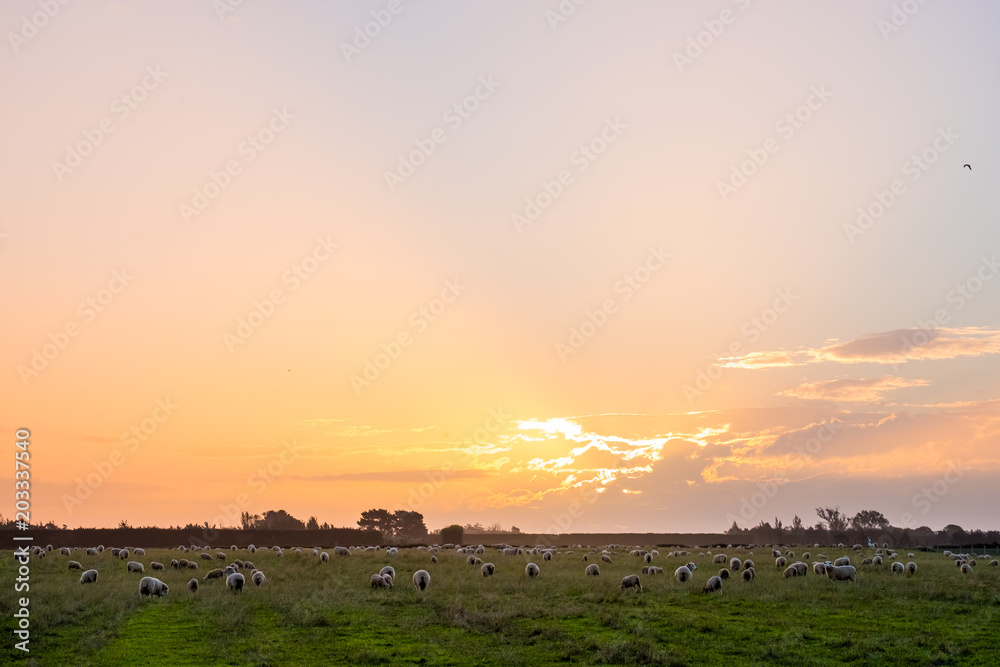 New zealand agriculture. sheep and grassland growing in the rural area. sunset with warm light and blue sky scene.