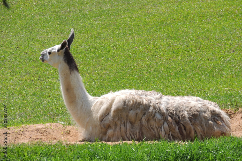 Fototapeta premium Fauna