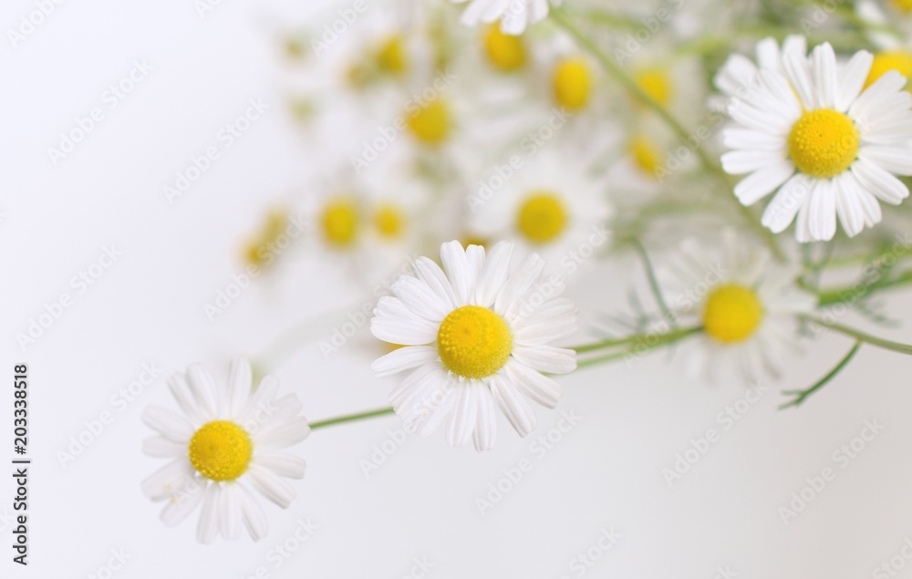 Fototapeta premium カモミールの花、白バック