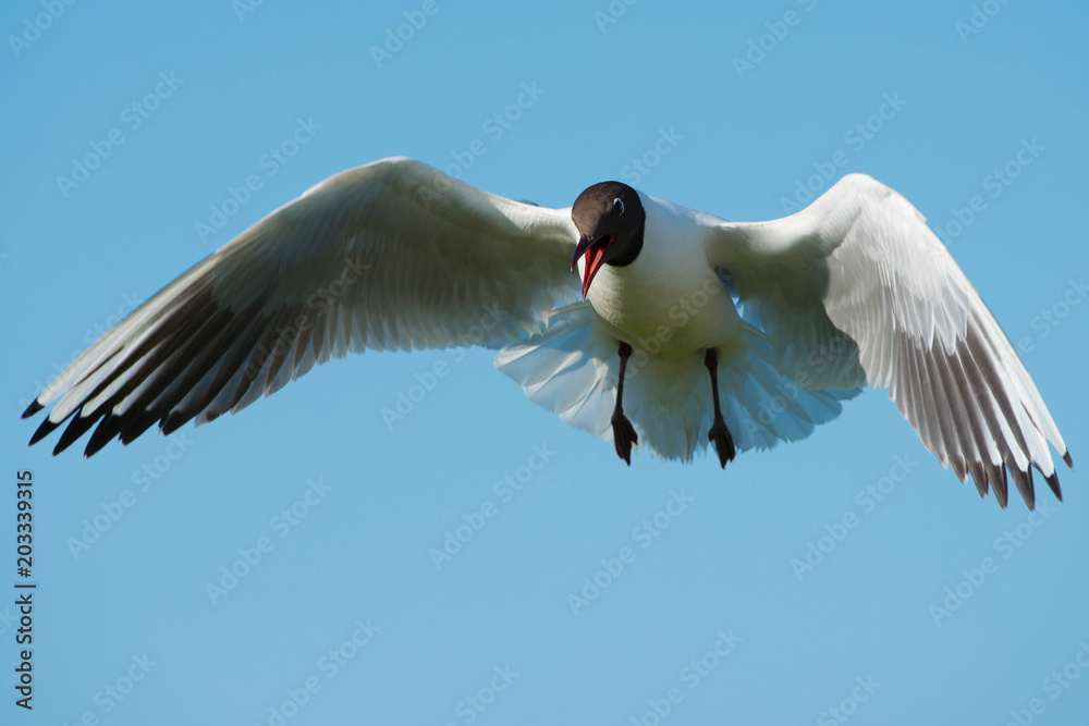 Fototapeta premium Black Headed Gull (Chroicocephalus ridibundus)