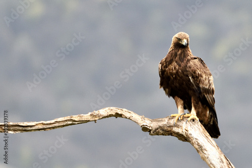 Golden Eagle on a Branch