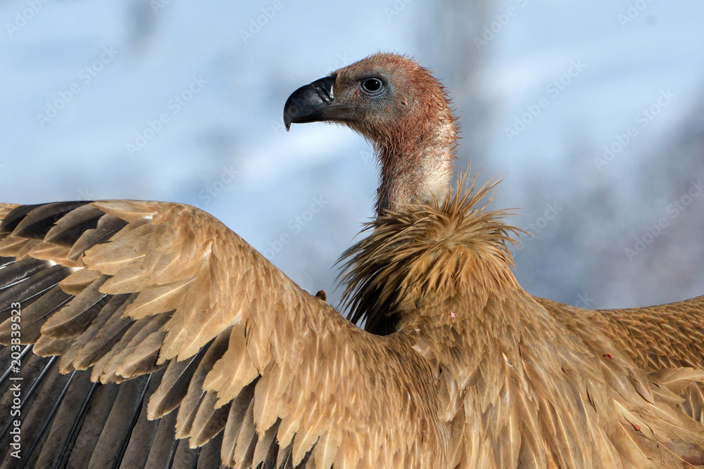 Griffon Vulture Portrait, in Winter Mountain Landscape Griffon Vulture Portrait, in Winter Mountain Landscape