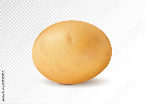 Realistic potato, 3d vector illustration