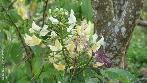 panning of two Sacred barnar flower set on the tree photo