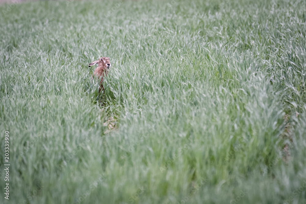 European brown hare hiding in a field European brown hare hiding in a field