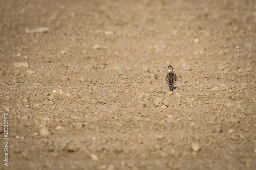 European skylark standing in a field