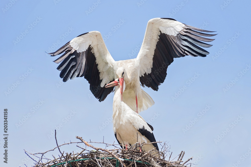 Fototapeta premium White storks in love game