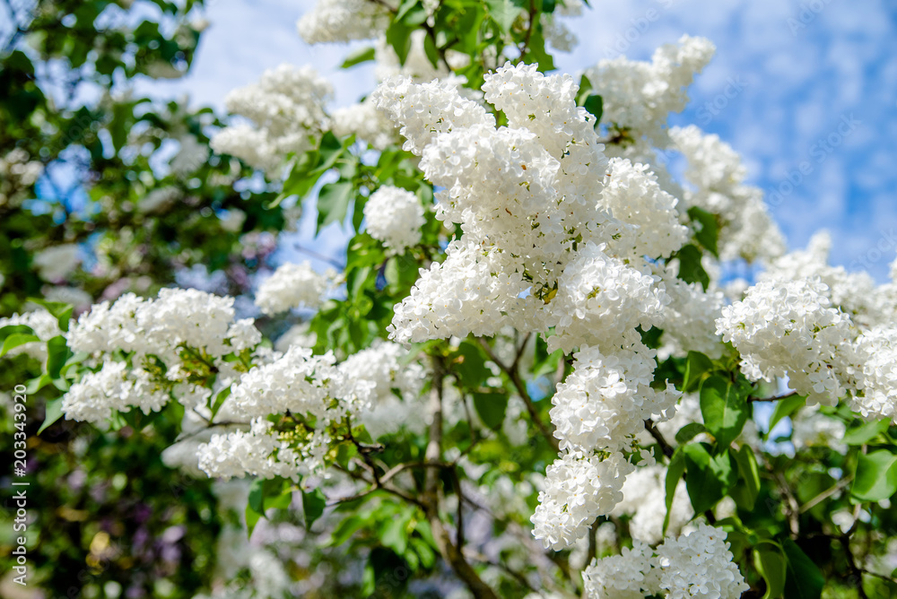 Inflorescence of a white lilac against a blue sky Inflorescence of a white lilac against a blue sky